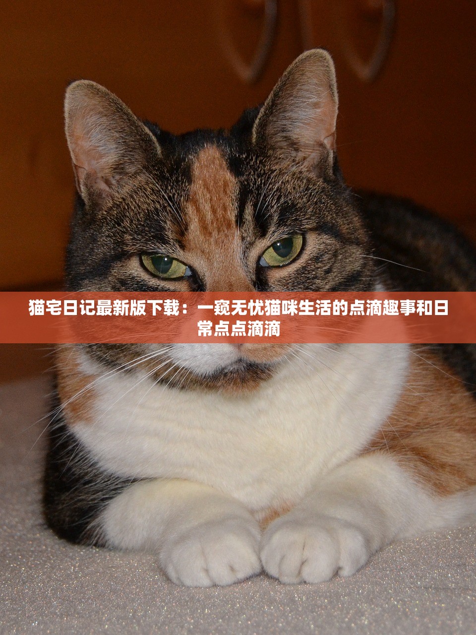 猫宅日记最新版下载：一窥无忧猫咪生活的点滴趣事和日常点点滴滴