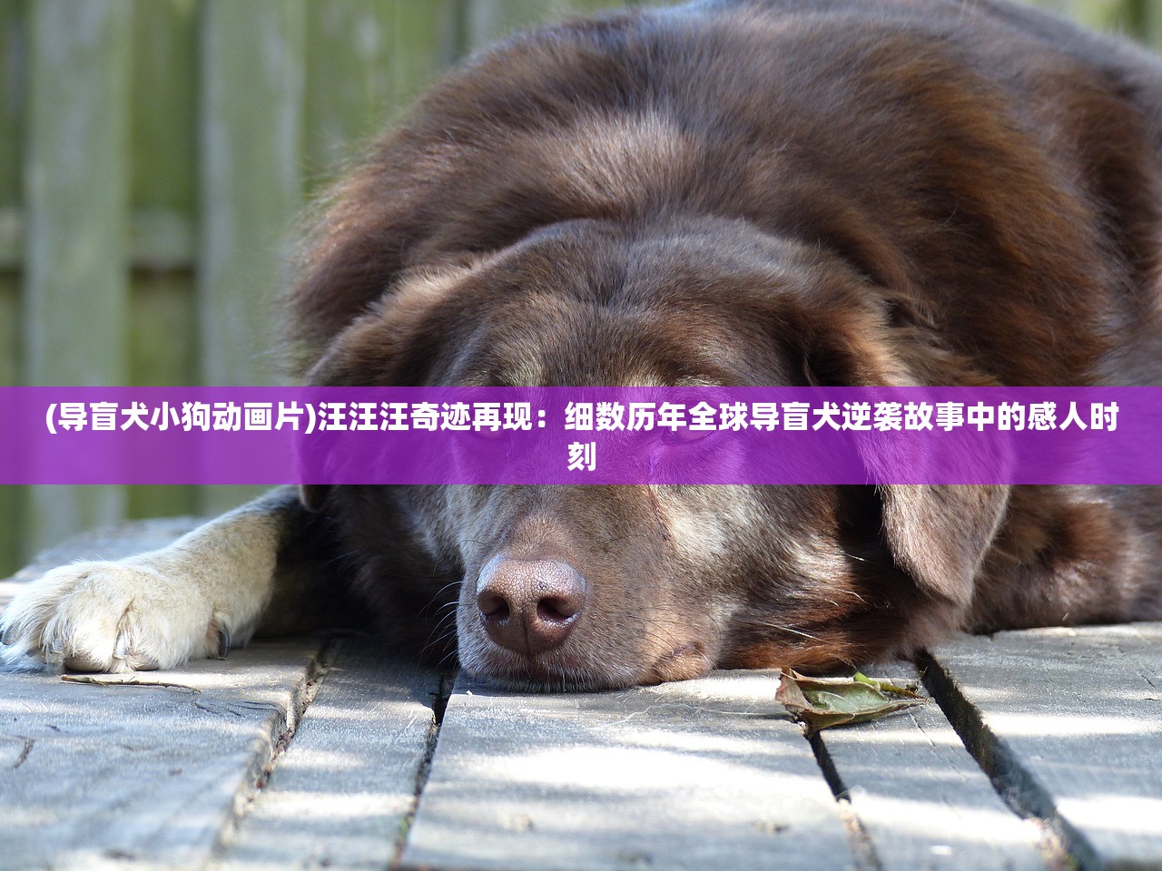 (导盲犬小狗动画片)汪汪汪奇迹再现：细数历年全球导盲犬逆袭故事中的感人时刻